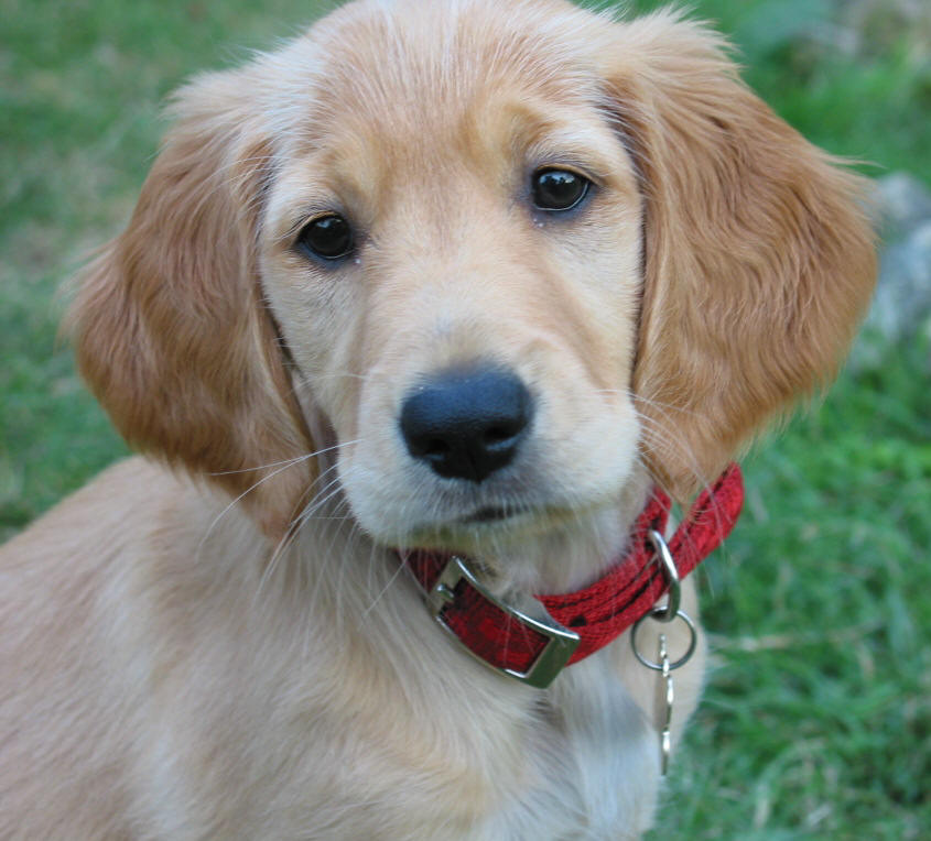 Kelly in Jan & Lloyd's garden - August 2003