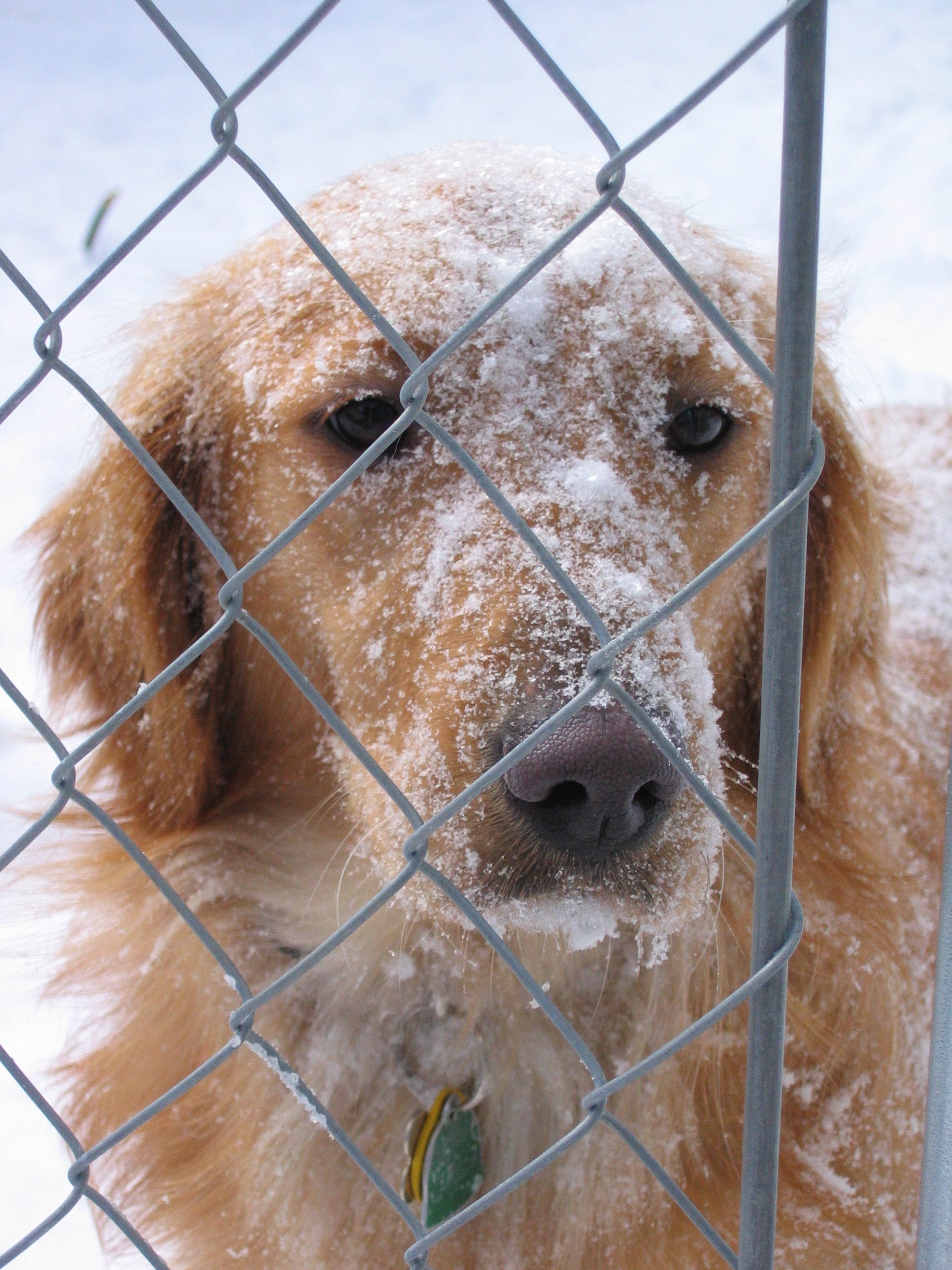 Helping shovel? February 2005