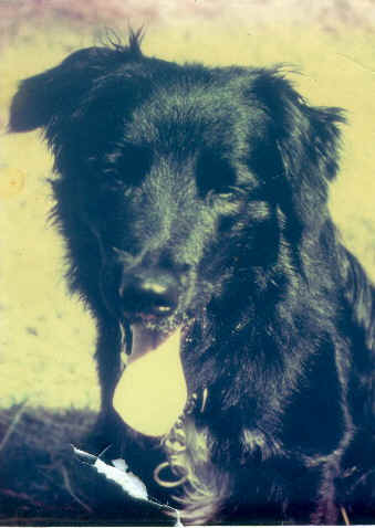 The original Kelly - 1970 to 1983