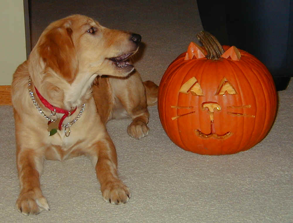 It is my first halloween...what is this thing? meat or vegetable? October 2003