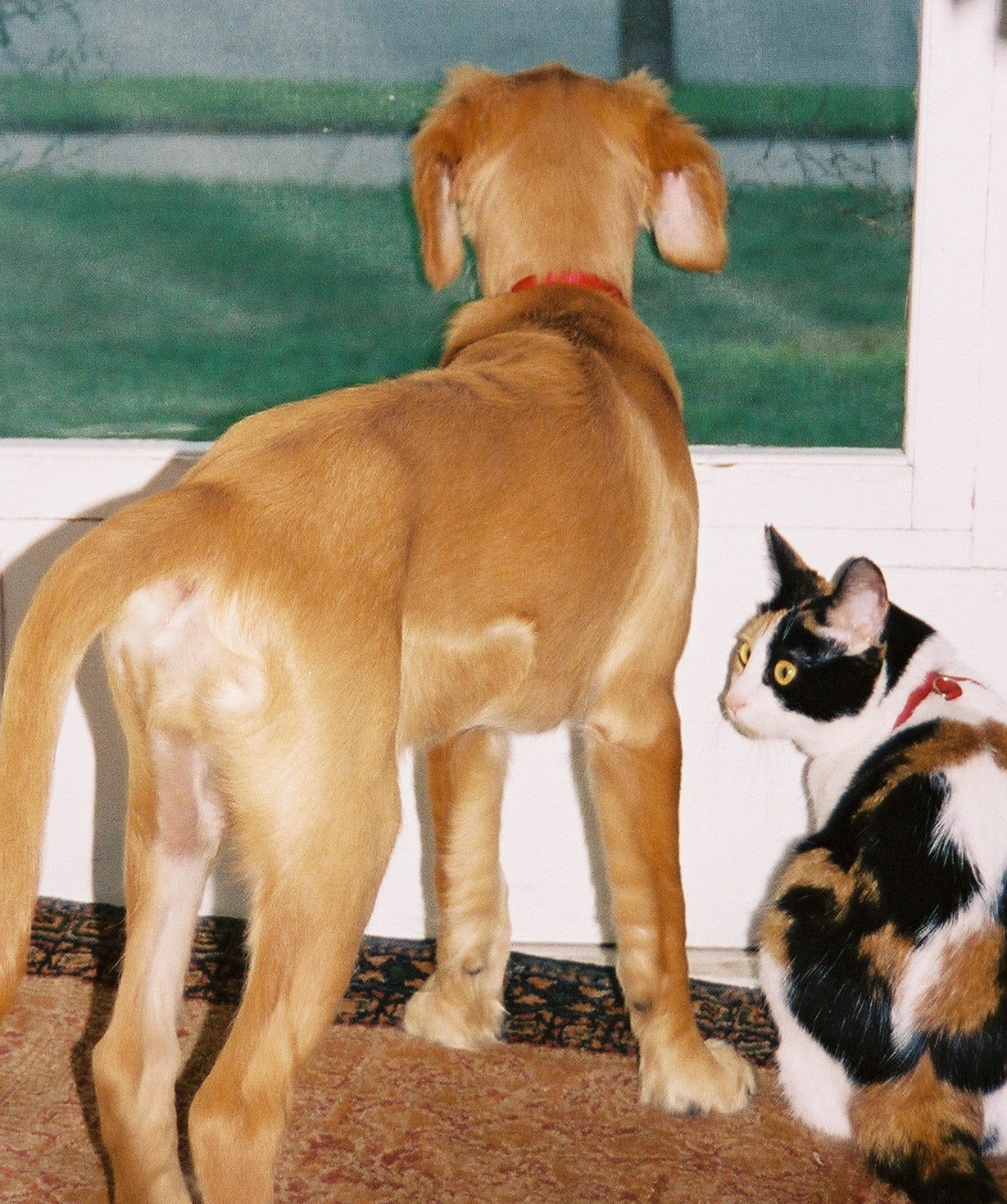 Bicycles, kids, cars...so many things to watch! - September 2003